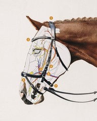 Schockemohle Equitus Omega Anatomic Bridle Espresso/Silver | NO IMPORT FEES