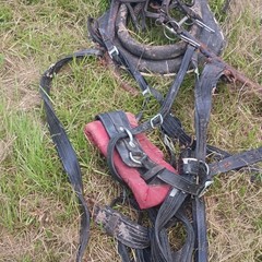 Black Leather Horse Driving Harness Set w/ Red Padded Collar Breastplate Straps
