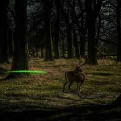 4PCS Lighted Nocks Universal Fit for Crossbow Bolts with Green/Clear