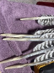 Wild Turkey Primary Barred Wing Feathers Set Of Five Feathers Art Archery Crafts