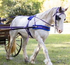 LARGE HORSE/DRAFT CROSS SIZE Beginner PURPLE HARNESS made from Beta Biothane
