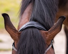 QHP Lupine Patent Leather Dressage Bridle – Black/Gun Metal or Dark Brown/Beige