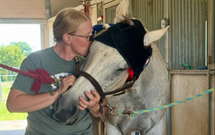 NE EquiWellness Horse Red Light Therapy Poll Cap / Leg Wrap Near Infrared Equine