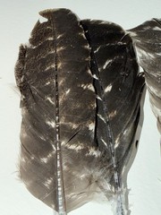 100% Genuine Wild Turkey Feathers For Vanes Fletching Arts Crafts | Left Wing