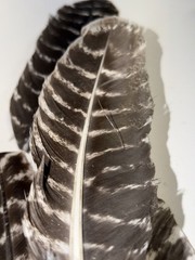 100% Genuine Wild Turkey Feathers For Vanes Fletching Arts Crafts | Left Wing