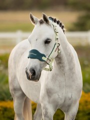 LeMieux Mini Vogue Headcollar & Leadrope – Macaron