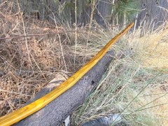 52 lbs NEW 28″ Draw NEW Osage Orange Long Bow LongBow