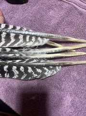 Wild Turkey Primary Barred Wing Feathers Set Of Five Feathers Art Archery Crafts