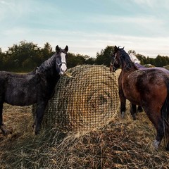 Round Bale Hay Net for Horses,5×5 Feet Knotless Slow Feed Hay Net Feeder for …