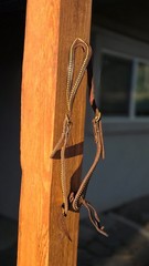 One Ear Slot Headstall Dark Oil with Brass Dots, Buckles and Conchos