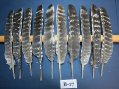 10 Pcs Turkey Feathers, Turkey BIOTS, Wing Feathers, Fly Tying Materials