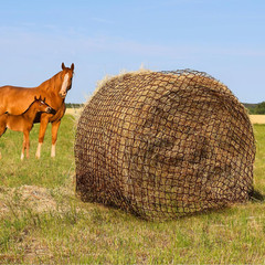 Round Bale Hay Net for Horses & Livestock, 5×5 Ft Knotless Nylon Slow Feeder