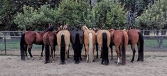 Tail Boot – Tail bag for horses, equines, donkeys, miniatures and drafts wrap