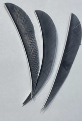 5″ New-50pack FREE SHIPPING! Right Wing Real Turkey Feather forArrows and Darts