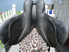 16.5» Med Wintec 250 Adjustable English A/P Saddle, Wintec Webbers & compositi