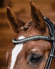 Schockemohle Crystal Bridle Westminster black/patent/silver | NO IMPORT FEES