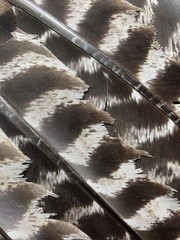 1 (One) Grade #1 Wild Eastern Tom Turkey Whole Left Wing Fletching Fly Tying