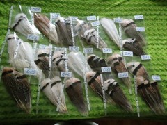 10 Pcs Turkey Feathers, Turkey BIOTS, Wing Feathers, Fly Tying Materials