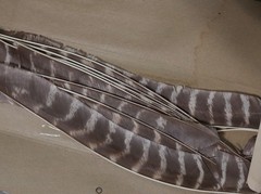 vtg BEAR Archery M 400 Full Length TURKEY Pointers LW natural barred FEATHERS