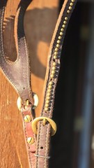 One Ear Slot Headstall Dark Oil with Brass Dots, Buckles and Conchos
