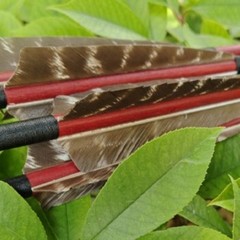 12pcs 33″ Handmade Falcon Red Shaft Wooden Arrow 5″ Eagle Feather Recurve Bow