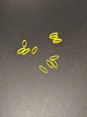 (12) SWHACKER type shrink bands for 100 gr grain Swhacker, 2 blade broadheads.