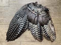 1 (One) Grade #1 Wild Eastern Tom Turkey Whole Left Wing Fletching Fly Tying