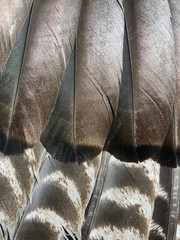 1 (One) Grade #1 Wild Eastern Tom Turkey Whole Left Wing Fletching Fly Tying