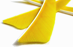 Archery Arrow Fletching Feather 4 Inch Turkey Vanes for Hunting Target Shooting