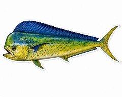 Mahi Mahi FISH Sticker Fishing Decal Car Bumper Cooler Tackle box Kayak Boat