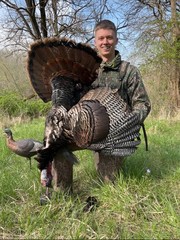 1 (One) Grade #1 Wild Eastern Tom Turkey Whole Left Wing Fletching Fly Tying
