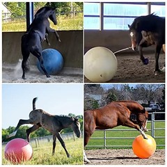 30 Inch Dog Horse Ball with 2 Covers, Giant Herding Ball for Dog Blue Heelers…