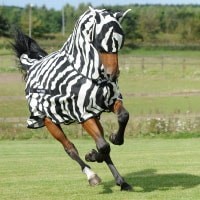 Bucas Buzz-Off Zebra Fly Sheet