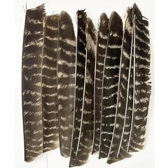 50X Archery Full Length Arrow Feathers Fletches Turkey Fletching Shaft DIY RW LW