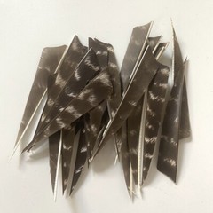 Archery Turkey Feather Right Wing 5in Barred Fletches Hunting Arrows Art Craft