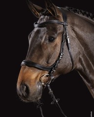 Schockemohle Equitus Delta Bridle Black/Silver Anatomical | NO IMPORT FEES