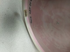 Discraft Raptor Double Stamp 168g Leopard Pink Foil Disc – 9/4/0/3/2.1