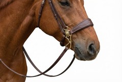 Horse Tan Leather Padded Comfort Adjustable Training Hackamore Curb 35H64
