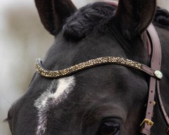 QHP Lupine Patent Leather Dressage Bridle – Black/Gun Metal or Dark Brown/Beige