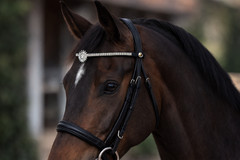 Crystal Sunburst Horse Browband Black Leather Rhinestone Bling