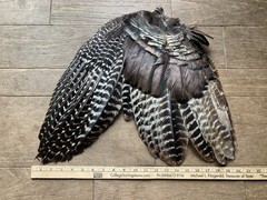 1 (One) Grade #1 Wild Eastern Tom Turkey Whole Left Wing Fletching Fly Tying