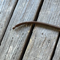 Bear Archery Brown Bear #45 Vintage Recurve Bow Brown 45lbs. 60in.