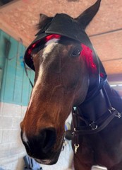 NE EquiWellness Horse Red Light Therapy Poll Cap / Leg Wrap Near Infrared Equine