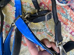 dover saddlery padded full size leather halter no reserve FREE SHIPPING