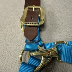 1″ Nylon Adjustable Leather Crown Halter Horse Teal Brass Average 35-6025-HB