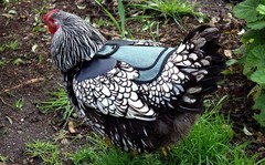Rugged Burgundy Chicken Saddle for Standard Breeds – Feather Protection Included