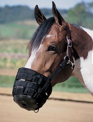 Small Horse Grazing Muzzle Nylon Rubber Neoprene Diet Founder Prevention