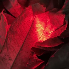 DEEPOWER S Lighted Nocks for Arrows .244/6.2mm 6/12 Pack 6 PCS / Red