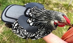 Chicken Saddle with Adjustable Straps – Grey Mesh