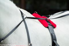 LARGE HORSE/DRAFT CROSS SIZE Beginner HARNESS made from Beta Biothane